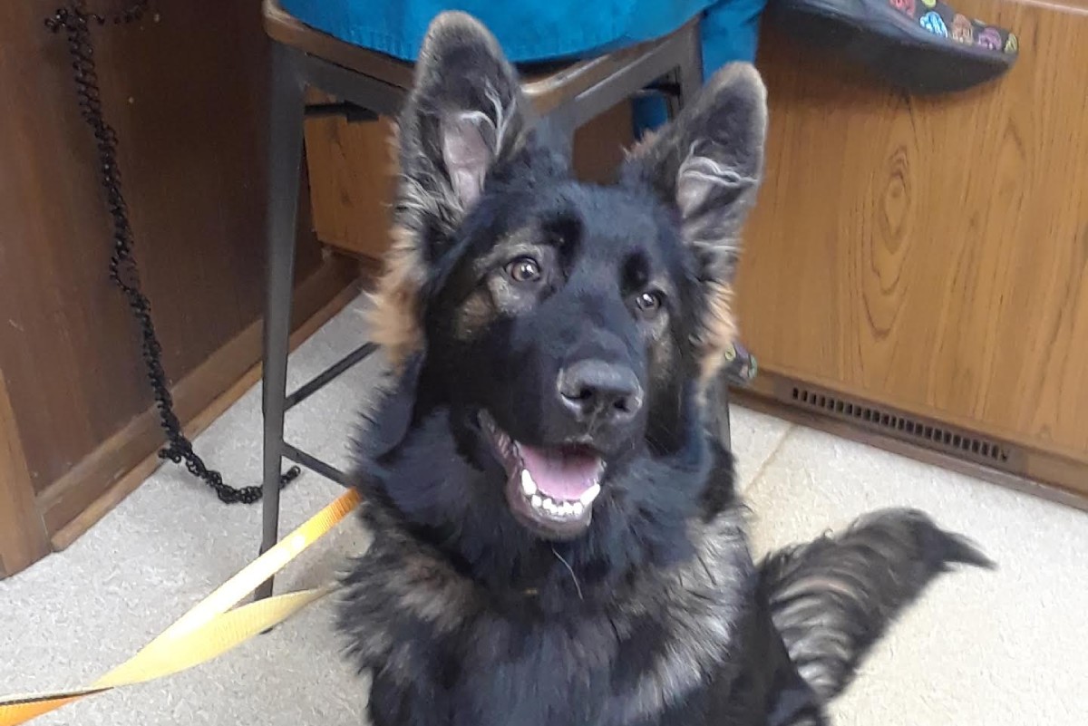 Pet Emergency Clinic Family Pet Clinic