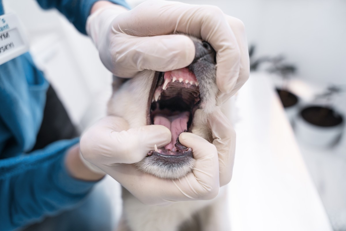 Pet Canine & Feline Dentistry with Digital X-rays Page Banner