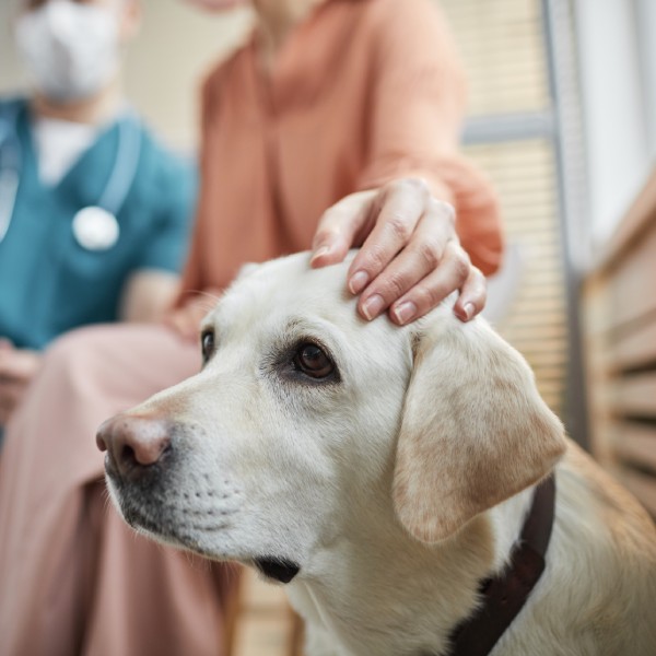 Pet End of Life Care Service Image