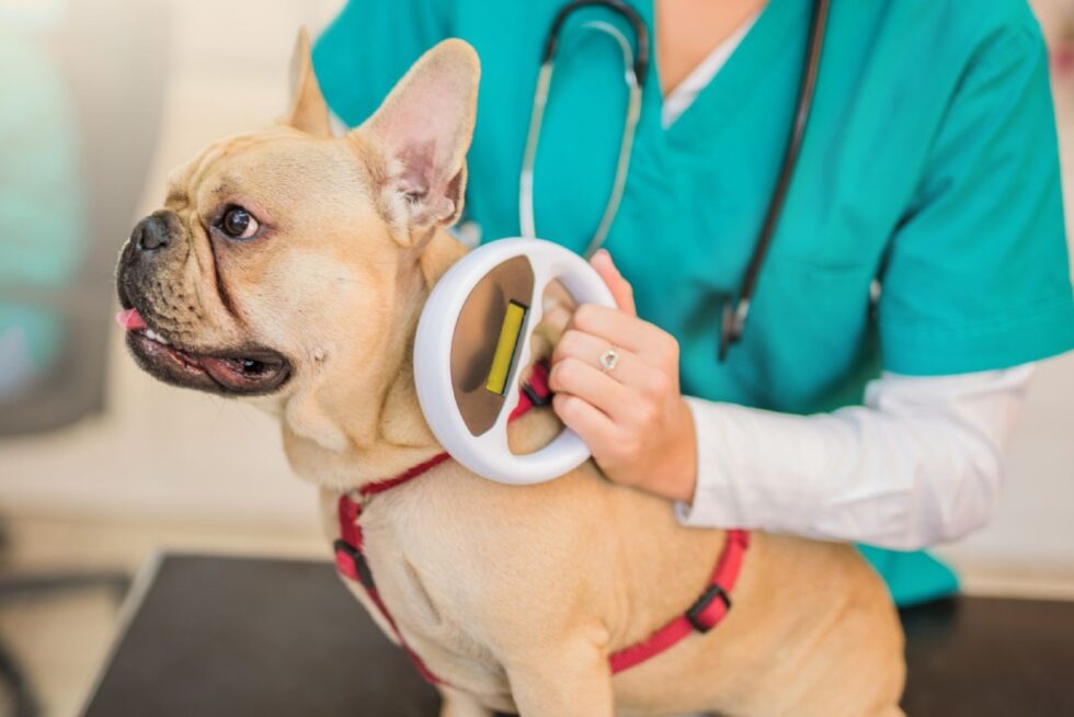 Menomonee Falls, WI Veterinary Services Family Pet Clinic