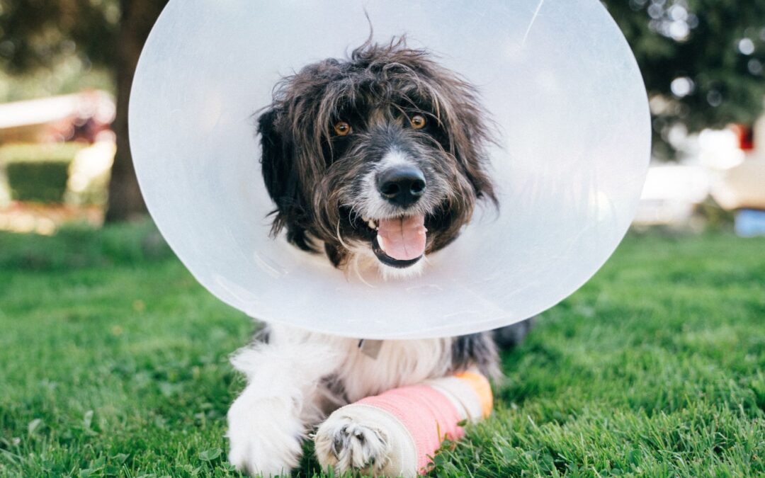 dog wearing cone and cast