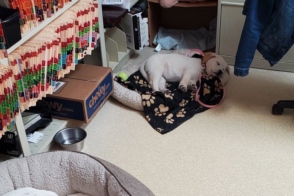 Menomonee Falls, WI Veterinary Services Family Pet Clinic