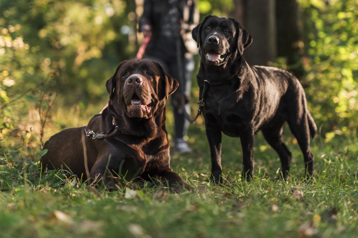 Vets near me that do payment plans