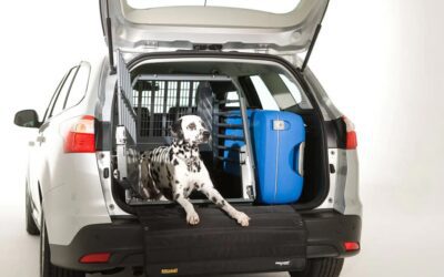 On the Road Again: Pet Travel Essentials and Safety Tips